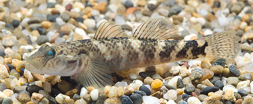 Rhinogobius sp. CB (Shizuoka,Japan).jpg