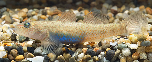 Rhinogobius sp. CB female(Shizuoka,Japan).jpg